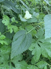 Hibiscus rhabdotospermus