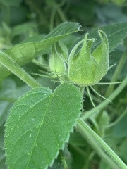 Hibiscus rhabdotospermus