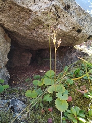 Micranthes nelsoniana aestivalis