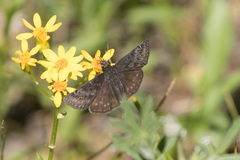 Erynnis persius