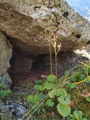 Micranthes nelsoniana aestivalis