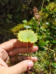 Micranthes nelsoniana aestivalis
