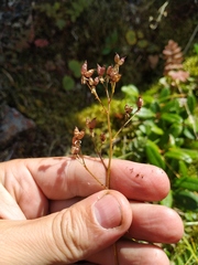 Micranthes nelsoniana aestivalis
