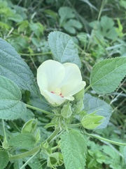 Hibiscus rhabdotospermus