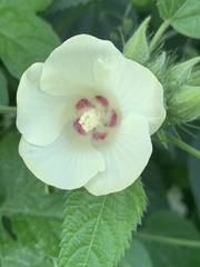 Hibiscus rhabdotospermus