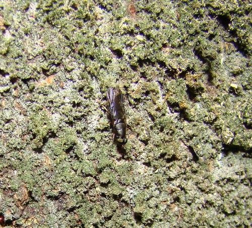Dysbiota peregrina photo 3