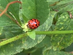 Harmonia axyridis