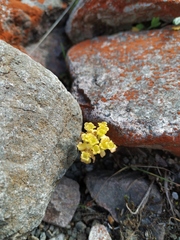 Chrysosplenium serreanum
