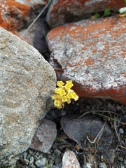 Chrysosplenium serreanum