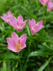 Zephyranthes carinata