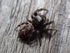 Metaphidippus manni
