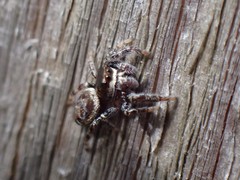 Metaphidippus manni