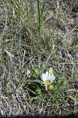 Townsendia grandiflora