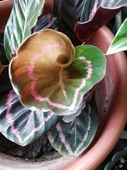 Goeppertia roseopicta