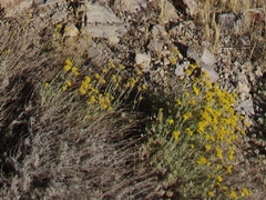 Italienische Strohblume (Helichrysum italicum): Herkunft und Verwendung — Foto 2
