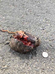 Actinemys marmorata marmorata