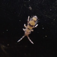 Entomobrya triangularis