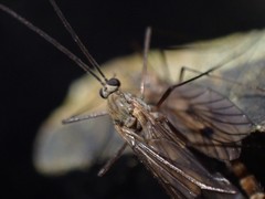 Cramptonomyia spenceri