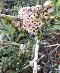 Ceanothus roderickii