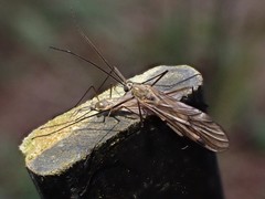 Cramptonomyia spenceri