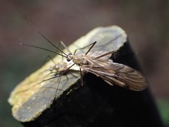 Cramptonomyia spenceri
