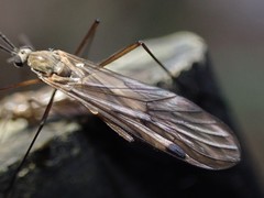 Cramptonomyia spenceri