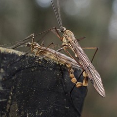 Cramptonomyia spenceri