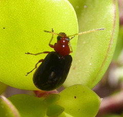 Monolepta