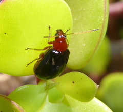 Monolepta