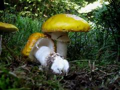 Amanita muscaria formosa