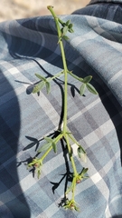 Fagonia laevis