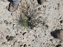 Fagonia laevis