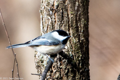 Poecile atricapillus