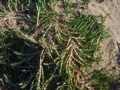 Cardionema ramosissimum