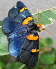 Egybolis vaillantina