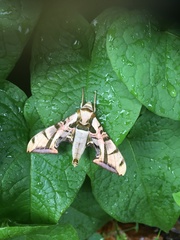 Batocnema coquerelii