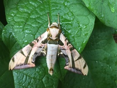 Batocnema coquerelii