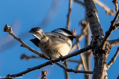 Poecile atricapillus