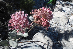 Asclepias otarioides