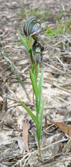 Pterostylis sargentii