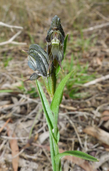 Pterostylis sargentii