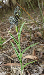 Pterostylis sargentii