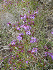 Calytrix leschenaultii