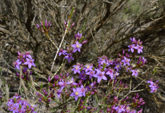 Calytrix leschenaultii