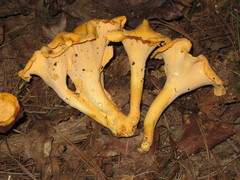Cantharellus confluens