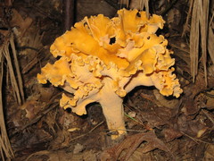 Cantharellus confluens
