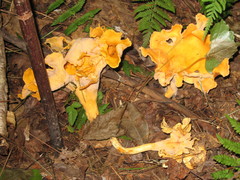 Cantharellus confluens