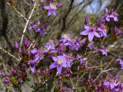 Calytrix leschenaultii