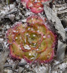 Drosera zonaria