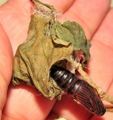 Egybolis vaillantina